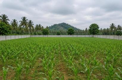 Commercial Land/Inst. Land for Sale in Shankarpally, Hyderabad