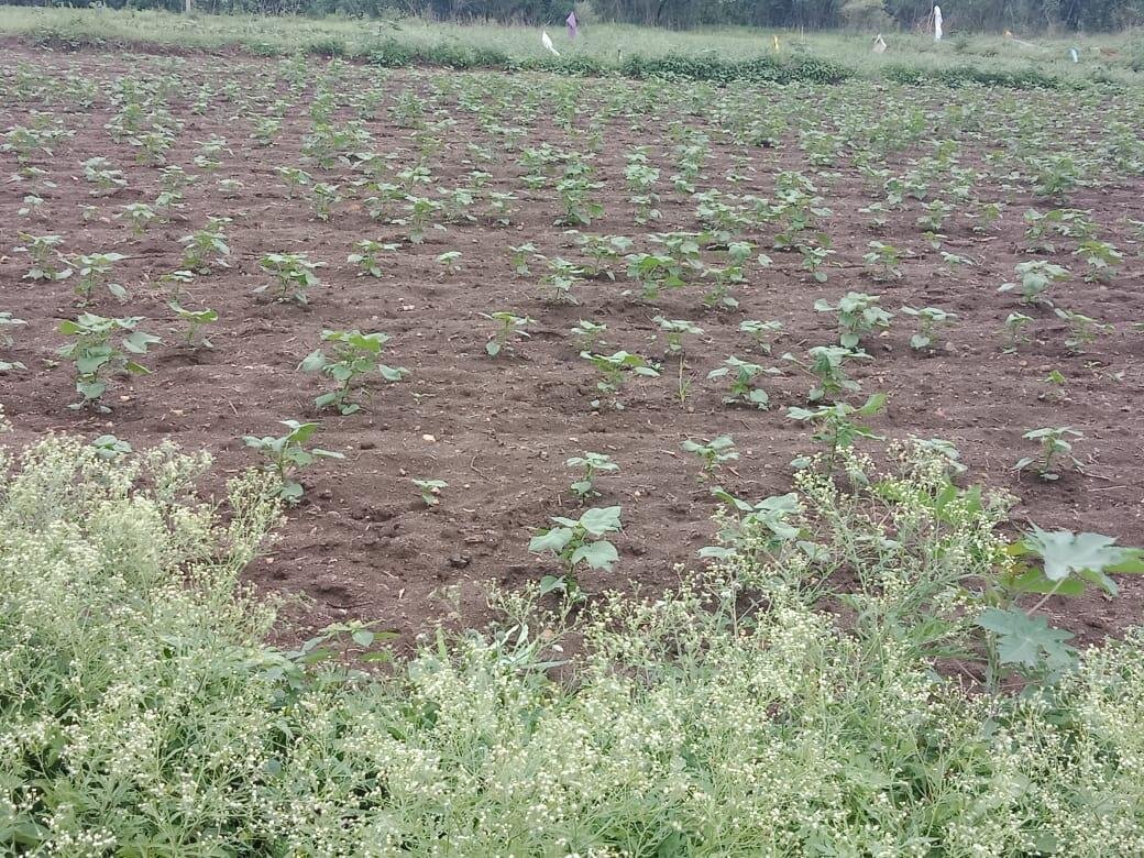 Commercial Land/Inst. Land for Sale in Shankarpally, Hyderabad