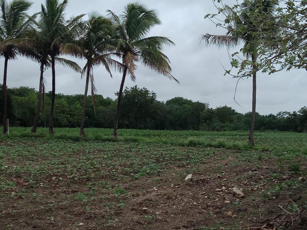 Commercial Land/Inst. Land for Sale in Shankarpally, Hyderabad