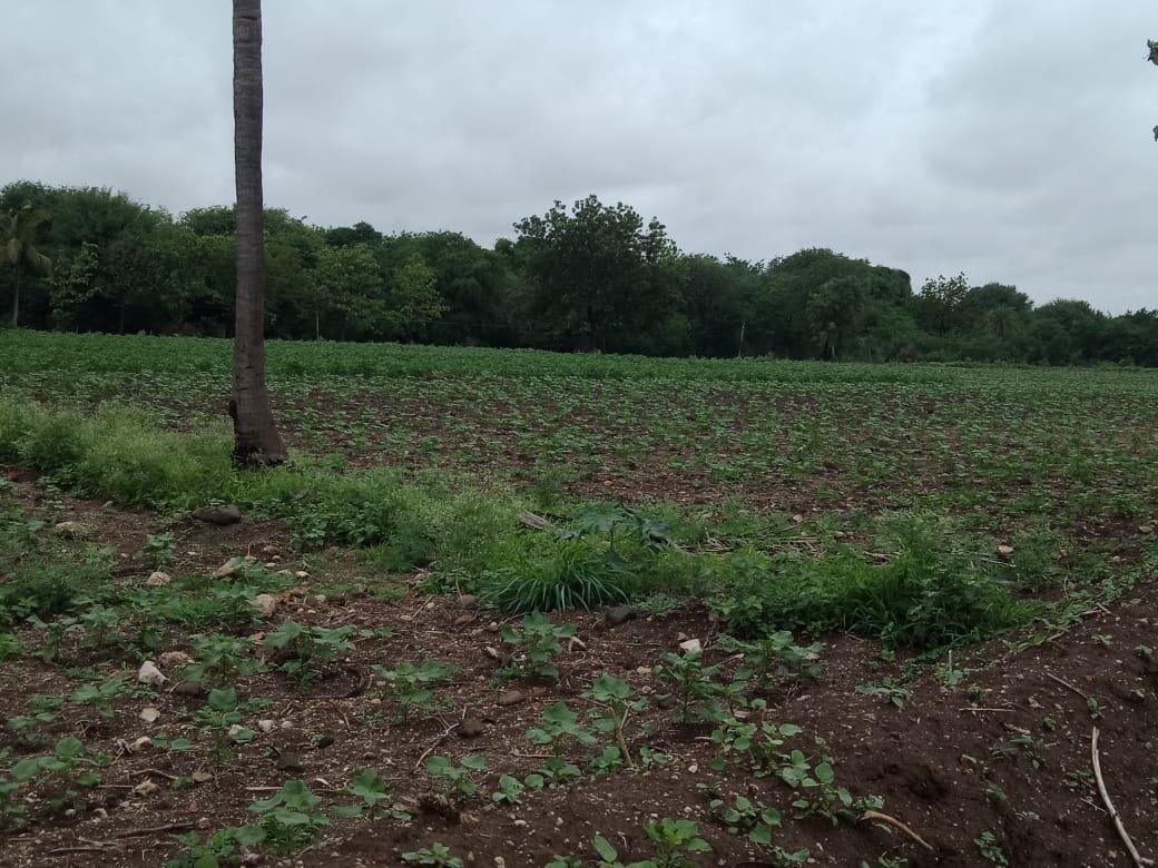 Commercial Land/Inst. Land for Sale in Shankarpally, Hyderabad